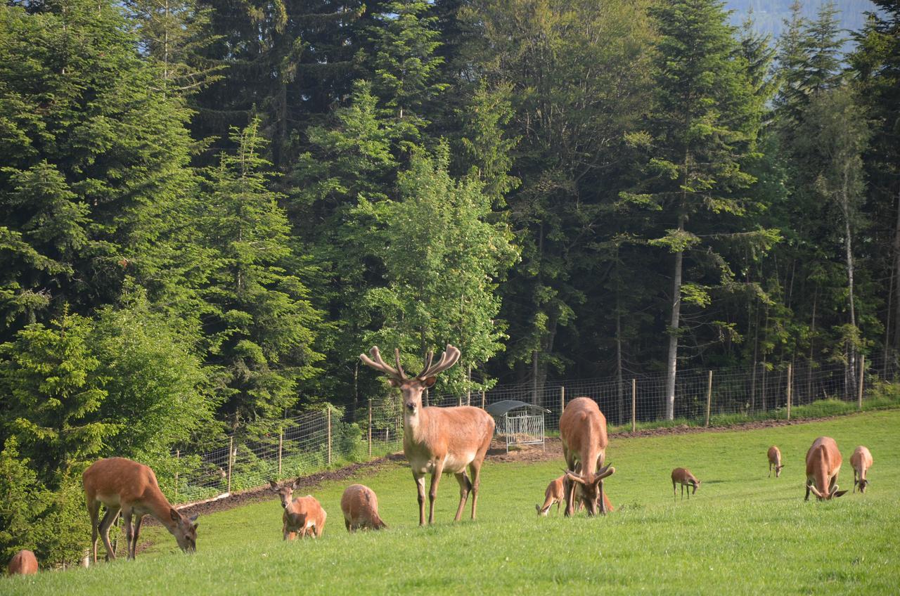 Wildwiesenhof Miesenbach (Styria) Exterior foto